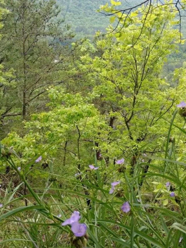 Waterfalls & Woods: Hiking the Walls of Jericho Trail, Alabama