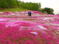 【北海道】個人宅の庭が会場！倶知安名物「三島さんの芝桜庭園」