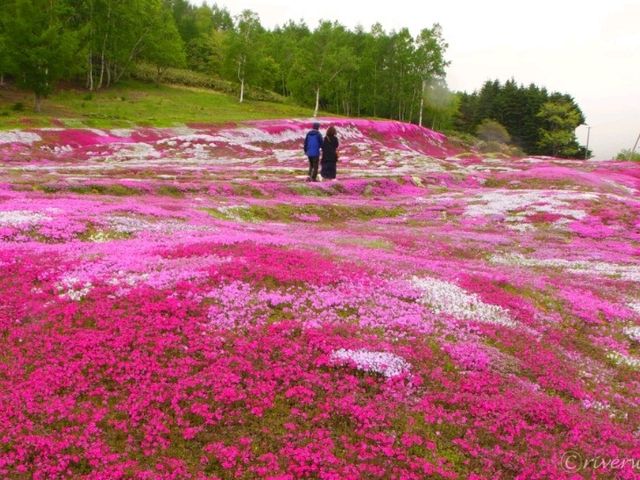 【北海道】個人宅の庭が会場！倶知安名物「三島さんの芝桜庭園」