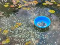 Boiling Beauty and Steamy Surprises: Exploring the Hells of Beppu