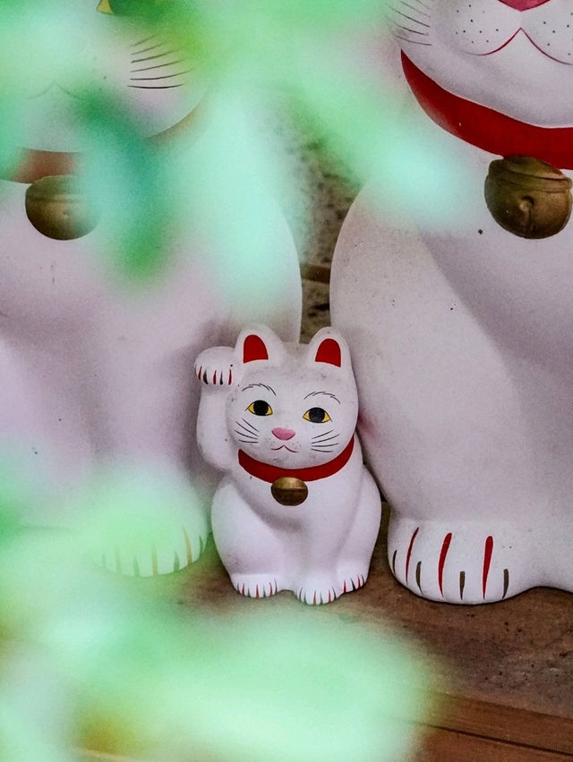 東京之旅·豪德寺⛩️🎏🐱