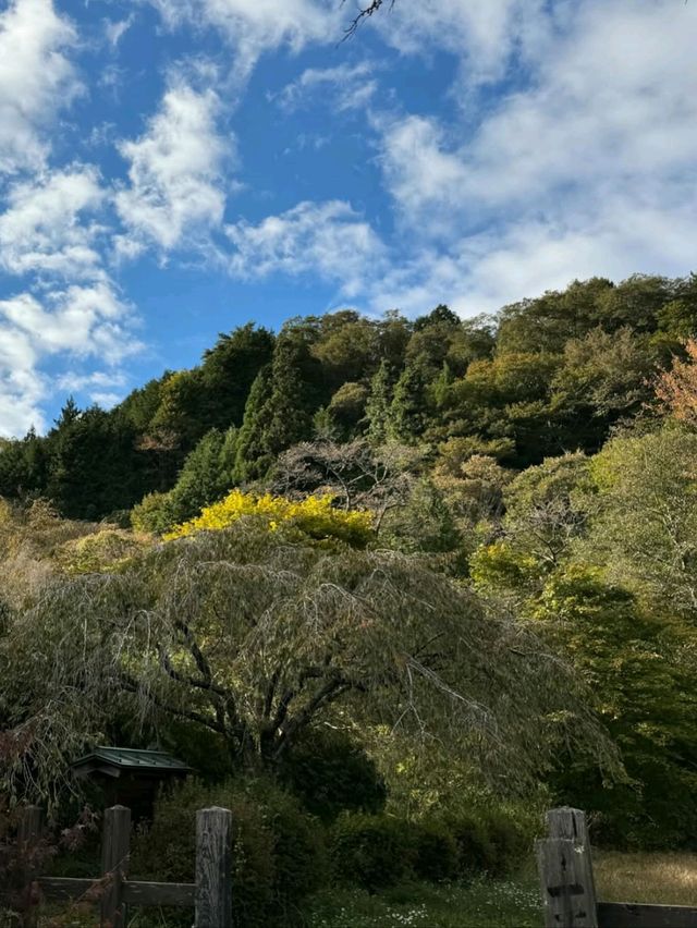 Spring Wanders in Magome