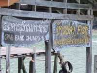 ดำน้ำเกาะร้านเป็ดร้านไก่ กินปูห้อยขา