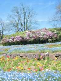【福岡】博多湾に浮かぶ花の楽園！春色の絶景ピクニック🌼🏝️💖
