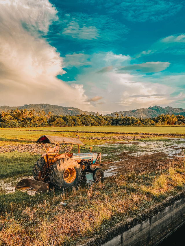 Golden Hour on Two Wheels: Evening Cycling in Balik Pulau’s Paddy Fields