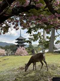 Day trip from Osaka to Nara