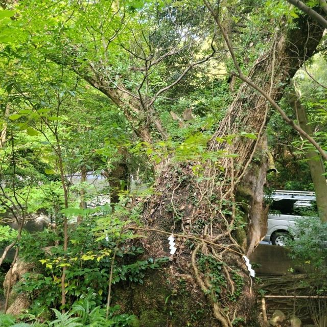 【熱海】来宮神社