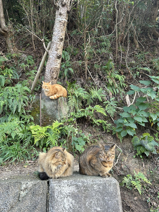 【香川→直島→豊島】アートを巡る旅！美術館＆島グルメを満喫