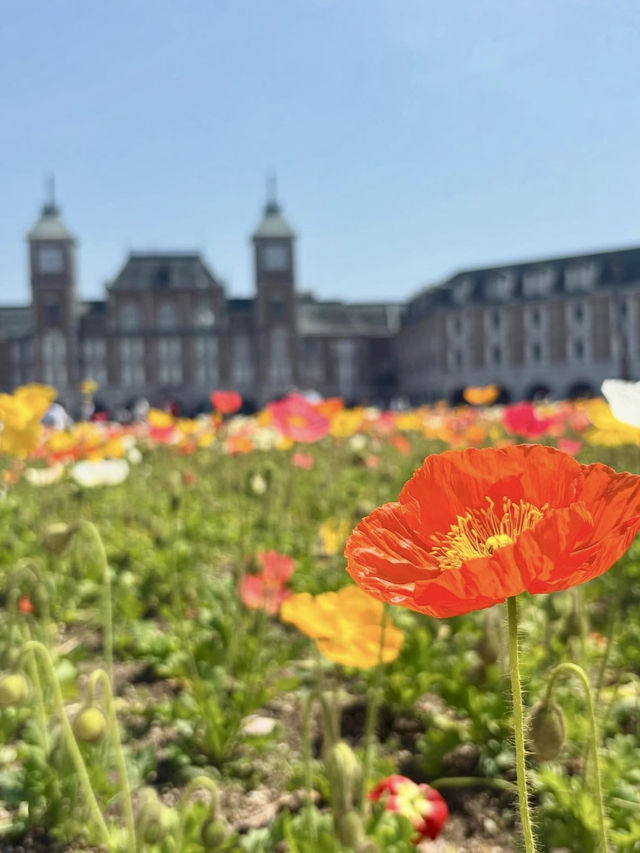 A Day to Enjoy Flowers in Kobe 🌸