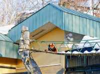 สวนสัตว์ Asahiyama ฮอกไกโด 