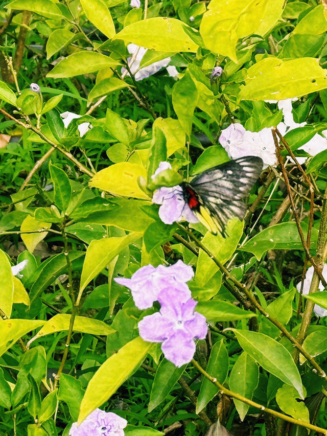 香港靚景打卡位｜M+空中花園