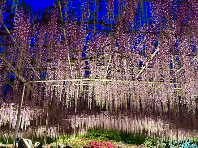 สวนดอกไม้ ตระการตา ใกล้โตเกียว