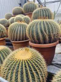 Little pricks heaven at Cactus Point 🌵