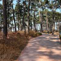 🇰🇷 Hidden Gem in Korea | Ulsan Healing Escape