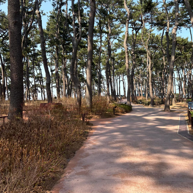 🇰🇷 Hidden Gem in Korea | Ulsan Healing Escape