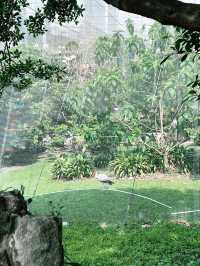 “Summer Bliss at KL Bird Park: Nature, Dining & Souvenirs Await” 
