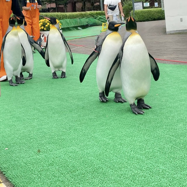 水族館も遊園地も両方楽しめる❣️王道観光スポット