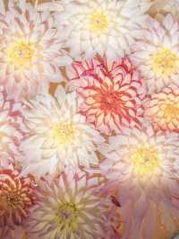 【奈良】7/6まで開催！紫陽花の池を見に行こう🩵