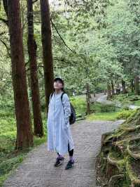 懷念的阿里山森林小火車