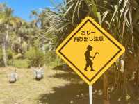 【沖縄】西表島人気の観光スポット