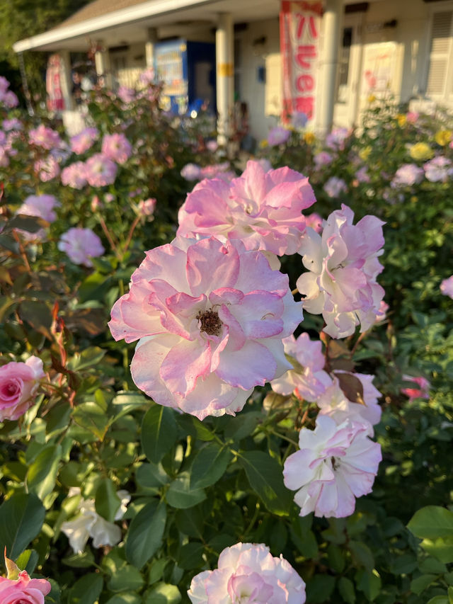 🌹【千葉・習志野 谷津バラ園】色と香りに包まれる、心ほぐれる初夏のひととき 