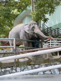 🌿🔥 走入野生奇蹟！綠山動物園大冒險！🌴🐘 🔥🌿