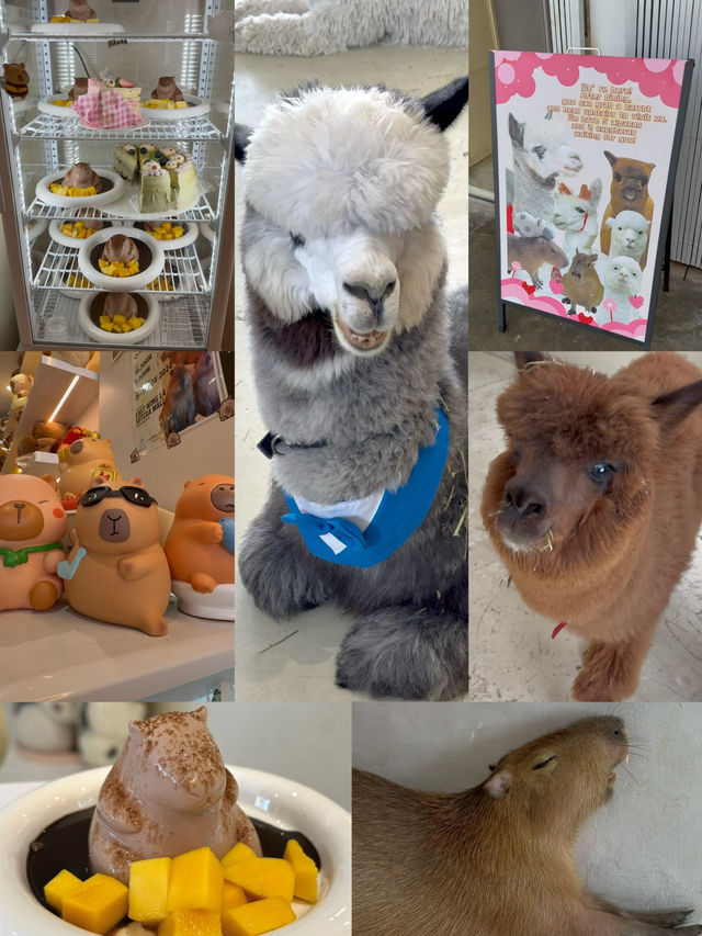 Skudai Café Hopping with Cheesecake, Capybaras & Fairytale Vibes