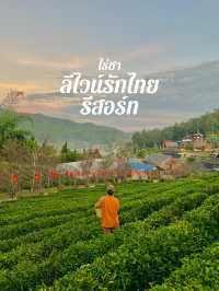 ไร่ชาลีไวน์ บ้านรักไทย 🏠🌱