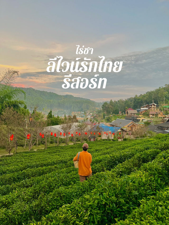 ไร่ชาลีไวน์ บ้านรักไทย 🏠🌱