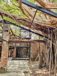 🌳🏰 Anping Treehouse: Tainan’s Enchanting Ruin Reclaimed by Nature