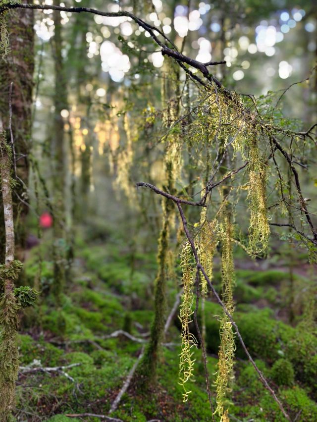 Tranquil Beauty of the Waiau River Walk