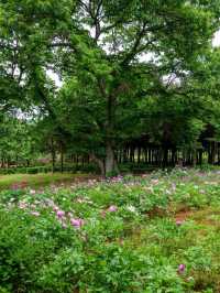 A Sweet Little Escape at Agape Garden