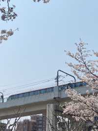 พาชมซากุระ Hongkou Football station เซี่ยงไฮ้🌸