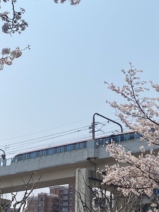 พาชมซากุระ Hongkou Football station เซี่ยงไฮ้🌸