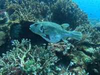 Diving liveaboard sokaraja