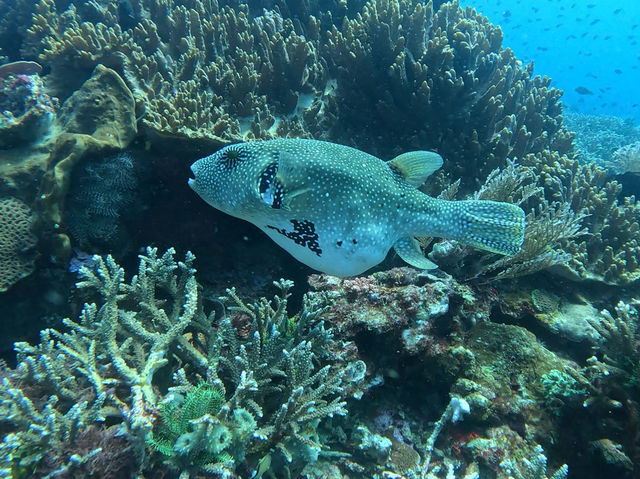Diving liveaboard sokaraja