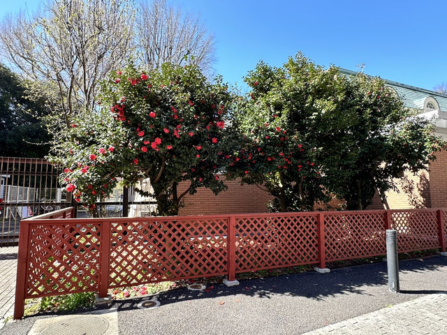 🌸城市中的綠色奇蹟！《新宿御苑》四季皆美的東京祕密花園，賞櫻、避暑、療癒心靈一次到位🍁🌿 
