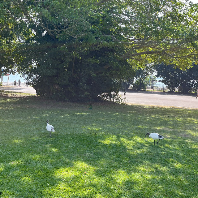 🌿達爾文私藏文藝系路線｜免費博物館 + 熱帶植物園，拍照好逛又好涼🎨🌳