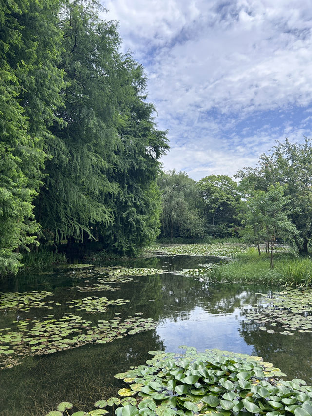 Summer Hangzhou in green