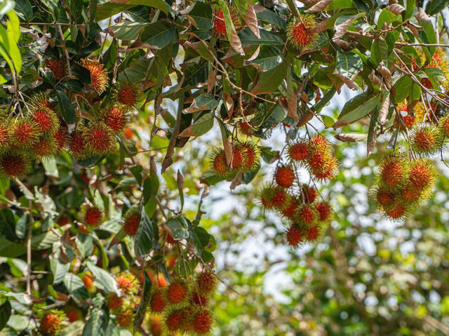 Làng Mỹ khánh