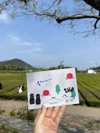 제주 초록초록 오설록 이니스프리 카페