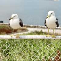 Feathered Spirits & Ocean Whispers: A Summer Pilgrimage to Kabushima Shrine