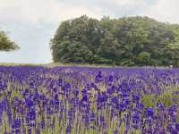 🌿 Solo Escape to Farm Tomita Lavender Fields (East)