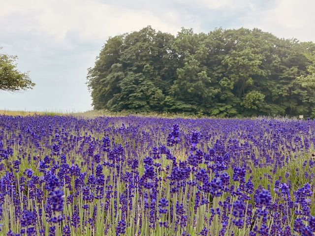 🌿 Solo Escape to Farm Tomita Lavender Fields (East)