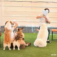 #คาเฟ่ศรีราชา #Corgandkoff #คาเฟ่ชลบุรี 