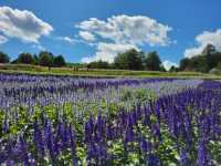 北海道必訪：札幌市郊四季皆宜的親子樂園-瀧野鈴蘭丘陵公園
