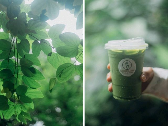 GOODFARM - สวนผักกูดฮิมม่อน น่าน