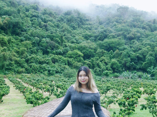 🌿☕ บ้านข้าวแฝ่ คาเฟ่กลางหุบเขา เขาใหญ่ ☕🌿