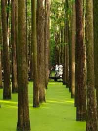 🌿ป่าในน้ำชิงซานหู เมืองหางโจว🌿