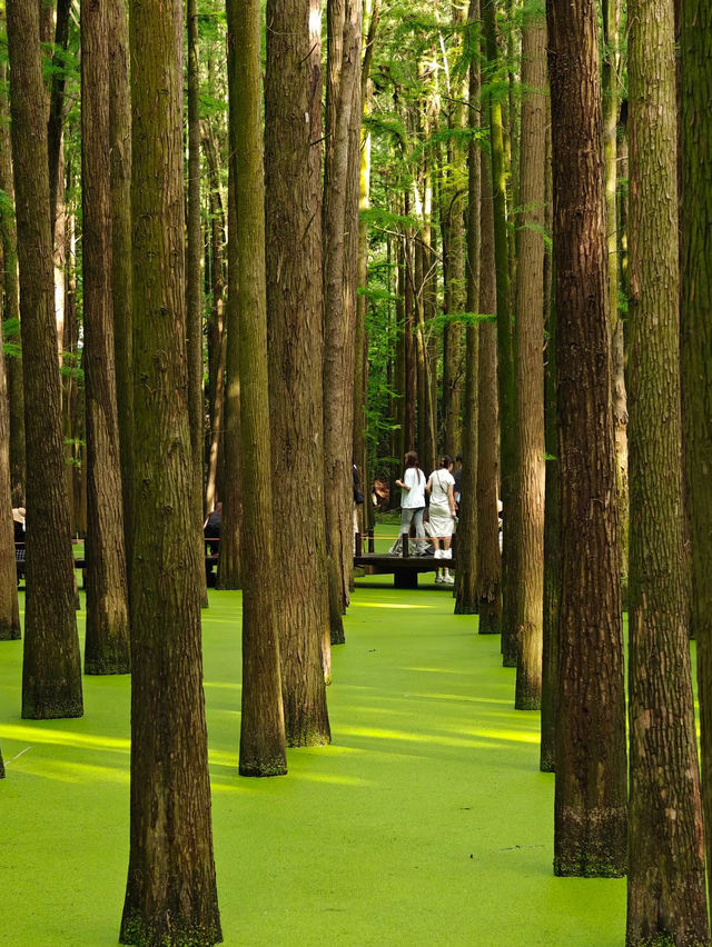 🌿ป่าในน้ำชิงซานหู เมืองหางโจว🌿